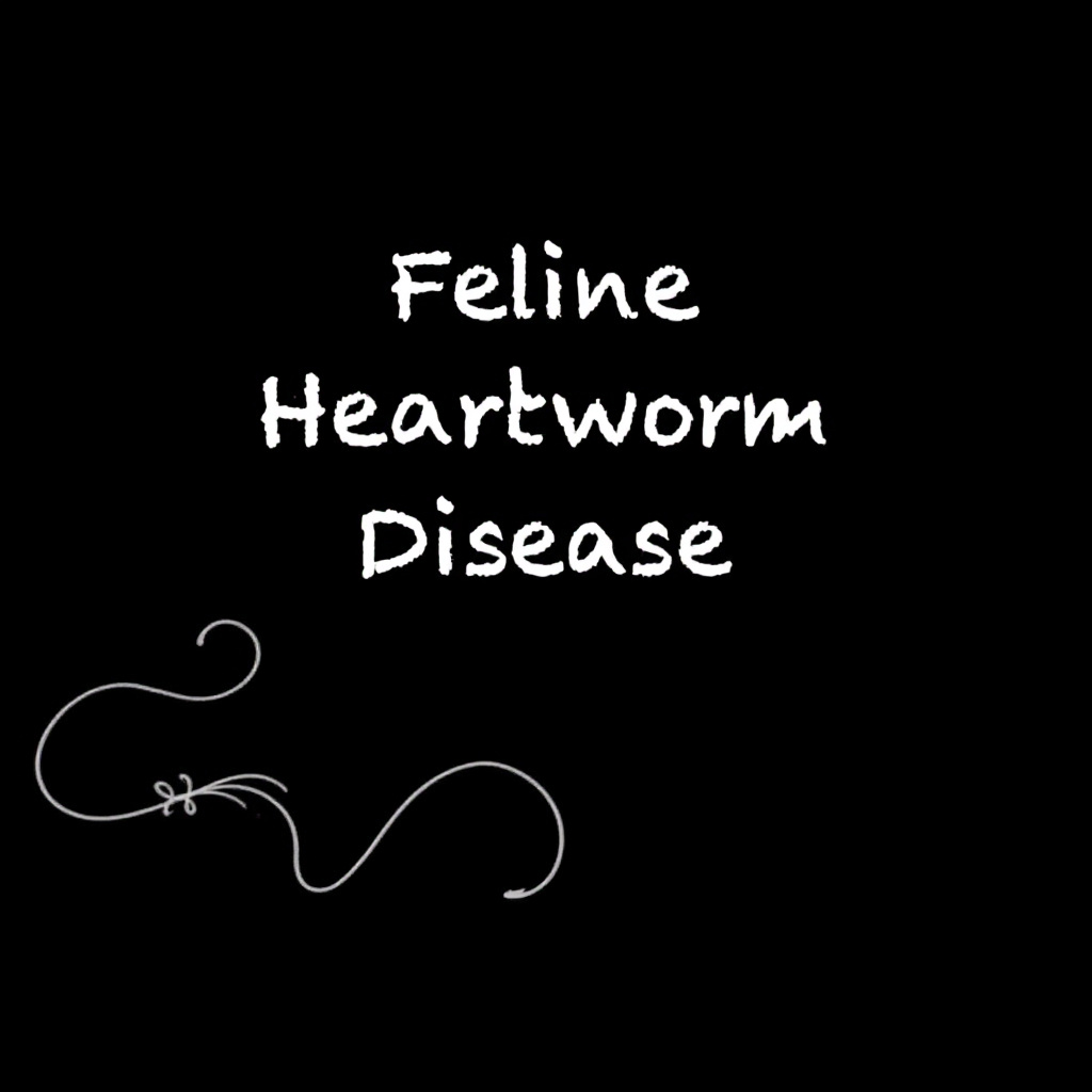 Feline Heartworm Disease